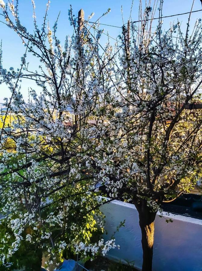 West Garden At Aigio By Greece Apartments Extérieur photo